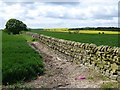 Fields separated by dry stone wall