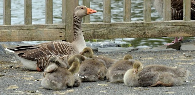 Goose and goslings, Kiltonga, Newtownards - June 2015(1)