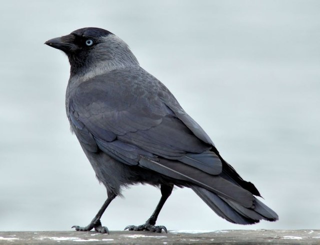 Jackdaw, Kiltonga, Newtownards (June 2015)