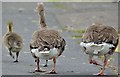J4774 : Geese and goslings, Kiltonga, Newtownards - June 2015(1) by Albert Bridge