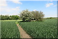 Footpath near Waldridge