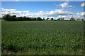 Cereal crop near Codrington