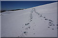 NH9902 : Tracks in the snow , Coire Domhain by jeff collins