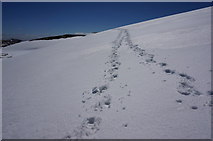 NH9902 : Tracks in the snow , Coire Domhain by jeff collins