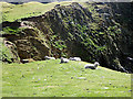 HZ2272 : Contented sheep on Fair Isle by John Lucas