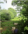 Sheep near Butcombe