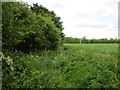 Footpath to Speeton