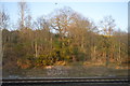 Trees growing by the railway line, Grove Park