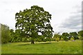 Brand Hall Horse Trials: oak on cross-country course