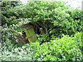 Overgrown shed surrounded by fields