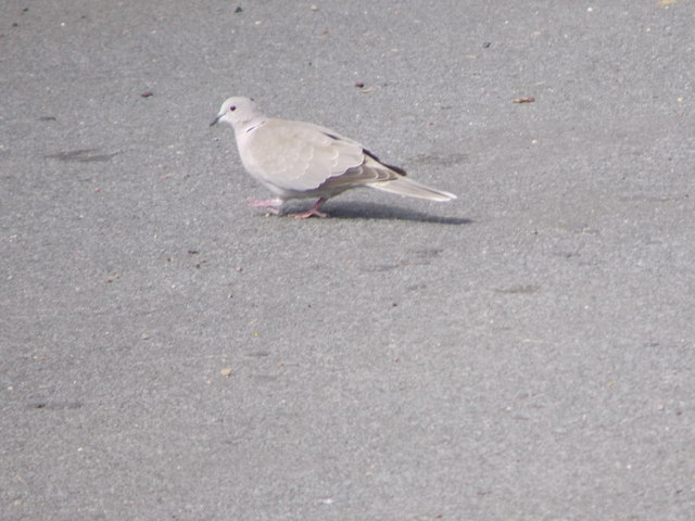 Eurasian Collared Dove, Aboyne