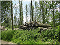 Poplar trees felled