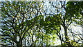 Trees at Carrog, complete with rookery in May