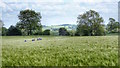 Public Footpath through Field of Barley