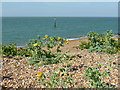 TR2469 : Shore east of Reculver by Robin Webster