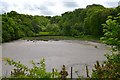 Wooded Valley/Muddy Creek