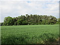 Plantation near Kilnwick