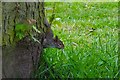 Squirrel checks the coast is clear, Bank Park Warrington