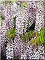 Wisteria, Woodchurch open garden