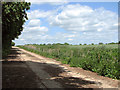 Fields south of Little Garth