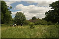 View of a house in Chingford from the path by the golf course #2