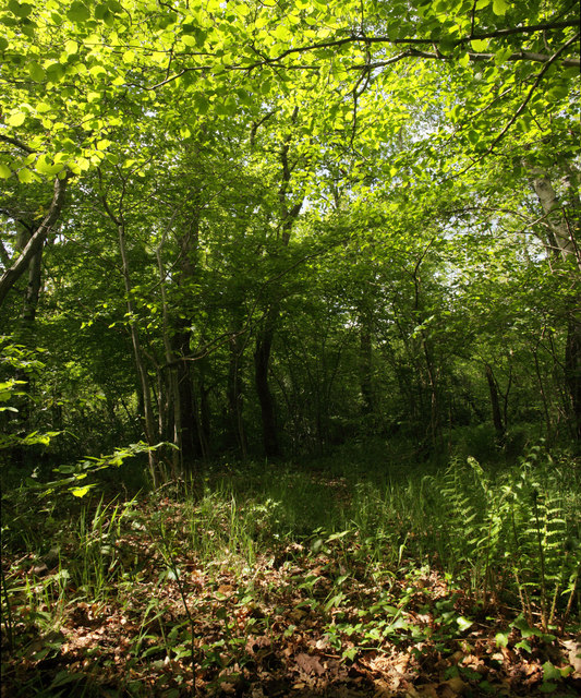 Closed Tree Canopy in Magpiery Wood © David Brinicombe :: Geograph ...