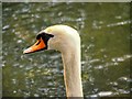 SD7807 : Mute Swan (Cygnus olor) by David Dixon