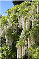 Wisteria, Winchelsea open gardens