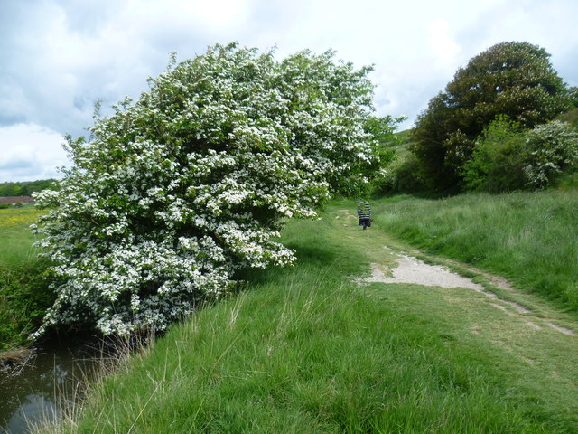 Hawthorn alongside a path