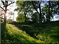 Ludgershall Castle: defensive banks and ditch (2)