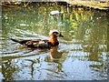 SD7706 : Mandarin Duck by David Dixon
