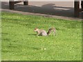 NT2573 : Grey Squirrel in Princes Street Gardens, Edinburgh by Graham Robson