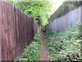 Fences with vegetation