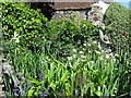 Winchelsea open gardens