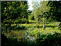 Pond alongside Whitehouse Lane, 2