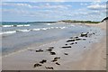 NU2033 : Sandy beach near Seahouses by Philip Halling