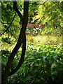 Gardens at the Rookery, SW16