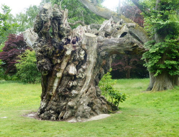 Dead Tree, Sheffield Park Garden © Pam Fray :: Geograph Britain And Ireland