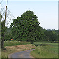 Tree on Elms Hall Road, Colne Engaine