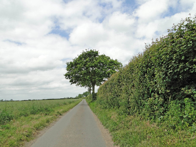 High hedge on New Road, Deopham