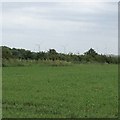 Wind farm at Burton Latimer