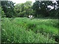 Lush summer growth - Cove Brook