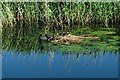 Nesting coots, Sankey Canal nr Penketh