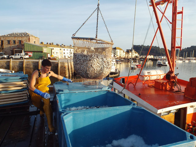 Loading fish into ice-filled bins, Fish Quay, Teignmouth