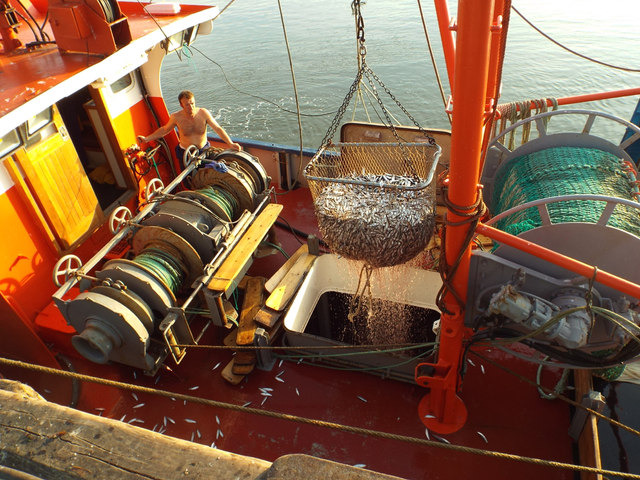 Fish being hoisted from the hold of a trawler at the Fish Quay, Teignmouth