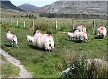 J3422 : Blackfaced Mourne ewes and lambs on the mountain track by Eric Jones