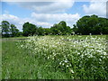 Scene along a footpath near Cudham Grange