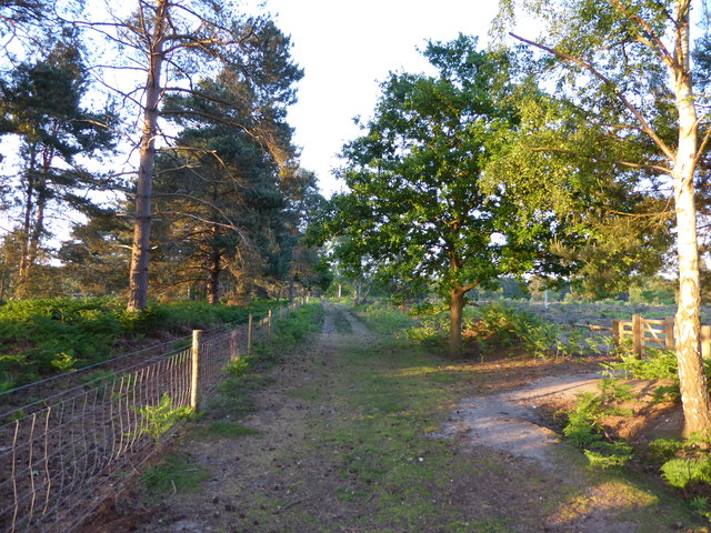 Track on Sutton Heath