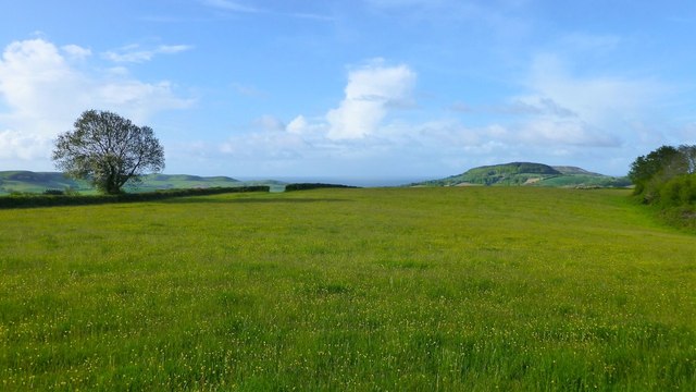 Grass field with buttercups