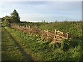 SJ8147 : Silverdale Country Park: trees recycled for fencing by Jonathan Hutchins